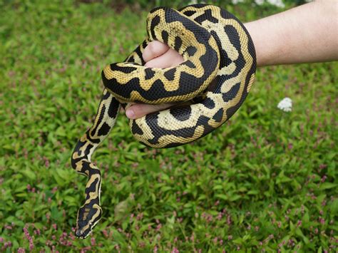 Ball Python X Carpet More Python By New England Reptile Distributors