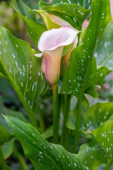 20 Gorgeous Arum Lily Varieties | Horticulture.co.uk