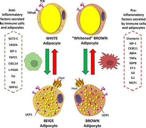 Frontiers Inflammatory Signaling And Brown Fat Activity