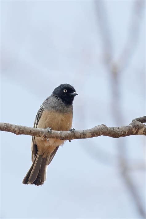 Bird Photography By The Flacks Penduline Tits Tits