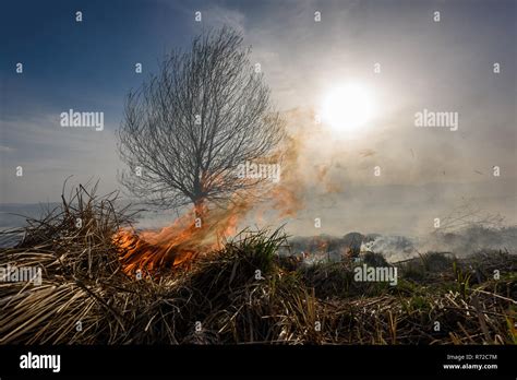 Burned grass and tree on the field at sunset. Burned grass and tree ...