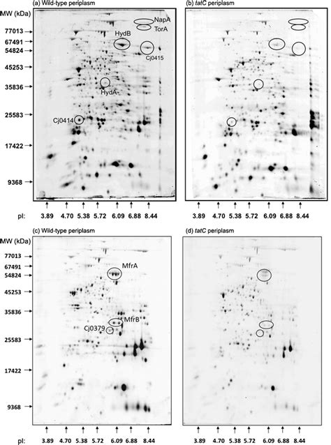 Proteomic Analysis Reveals The Absence Of Specific Proteins In The Download Scientific Diagram