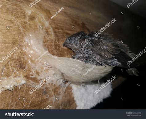 1,178 Edible nest swiftlet Images, Stock Photos & Vectors | Shutterstock