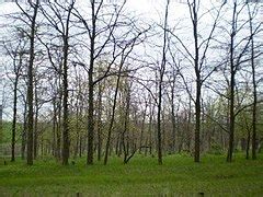 Category Forests In Odesa Oblast Wikimedia Commons