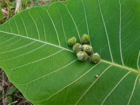 Ficus Religiosa Fruits On Green Leaf It Is Also Known As The Bodhi