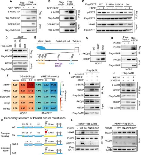 Hbxip Enhances Pkcbii Mediated Nmhc Iia Phosphorylation Fastening The