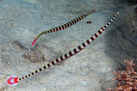 Banded pipefish - Alchetron, The Free Social Encyclopedia