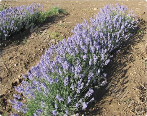 Lavanda Lavandula Angustifolia Ingrijire Inmultire