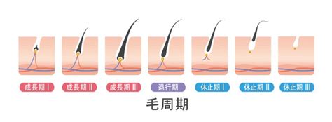 全身脱毛が完了するまでの期間と毛周期との関係 脱毛サロンのビーエスコート