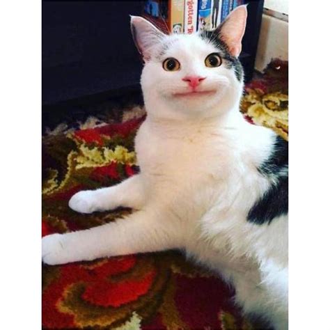 gambar kucing aesthetic couple kucing telegram stickers roxane