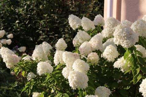 Hortensia S Snoeien Hoe En Wanneer Moet Dit Gebeuren Max Vandaag