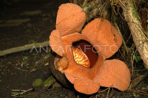 Raflesia Patma Mekar Antara Foto