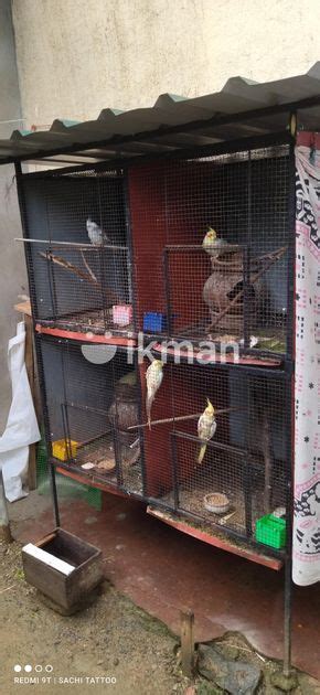 Cockatiel Breeding Pairs With Cage For Sale In Weligama Ikman