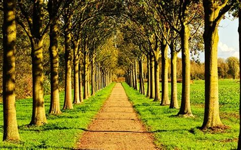 guide  buying planting  growing trees