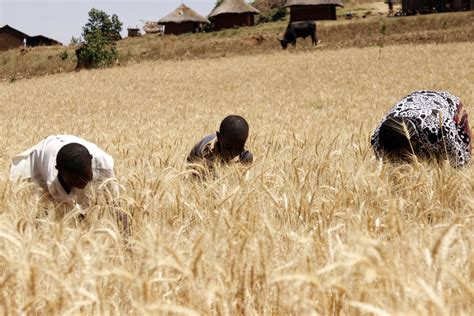 Farming Up Ugandas Agriculture And Food System Can Create Jobs