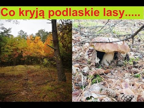 Wyprawa na grzyby do pobliskiego lasu Czy są już grzyby na