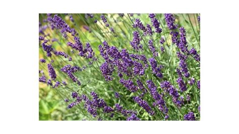 Lavender Plant Dying Can You Revive It