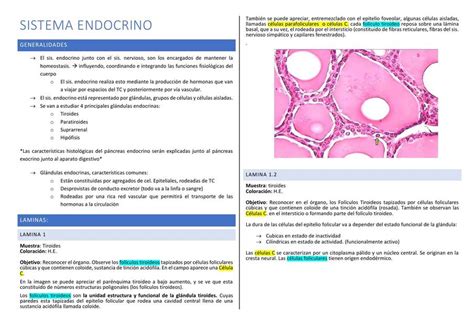 Láminas Del Sistema Endocrino Nanet Jordan Udocz