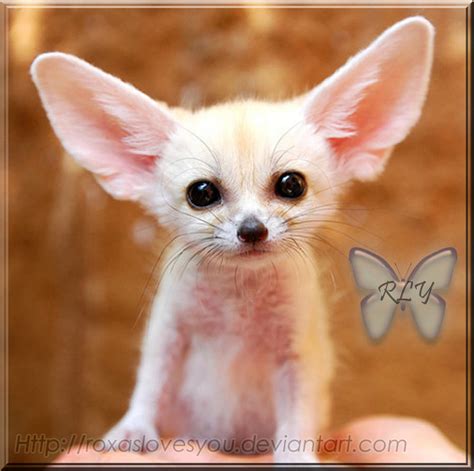 Cute Fennec Fox by Roxaslovesyou on DeviantArt