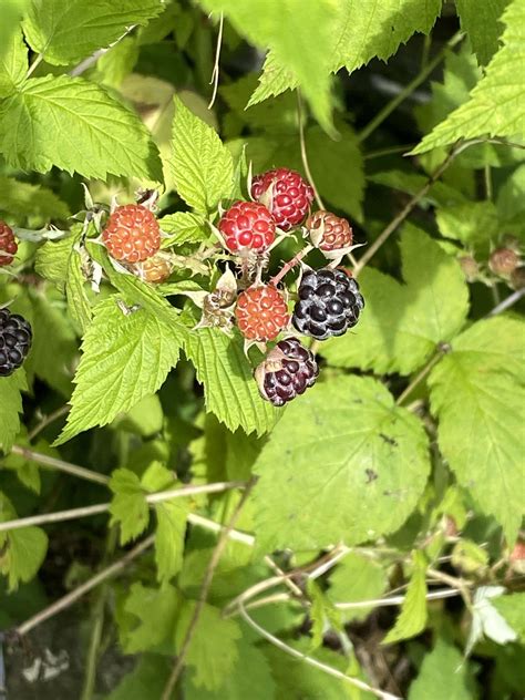 Im Not Sure What These Are Im Wondering If Theyre Edible Berries