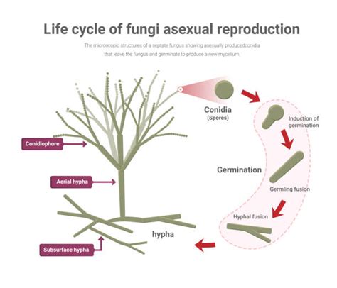 720+ Fungi Diagram Stock Illustrations, Royalty-Free Vector Graphics ...