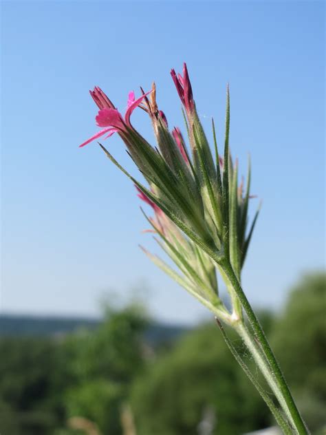 Dianthus Armeria Raue Nelke Dianthus Armeria Am Osthafen Flickr