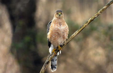 Hawk Circling Your Feeders? It's Likely A Cooper's Hawk