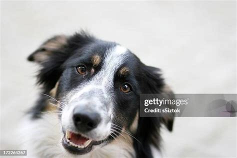 238 Smart Border Collie Stock Photos High Res Pictures And Images