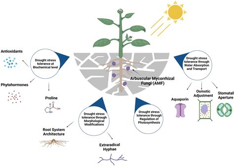 Frontiers Arbuscular Mycorrhizal Fungal Contribution Towards Plant