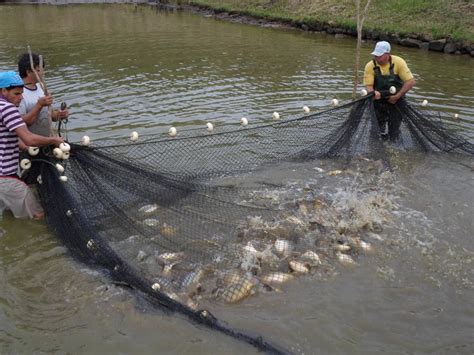 Produto Engepesca Redes Para Aquicultura