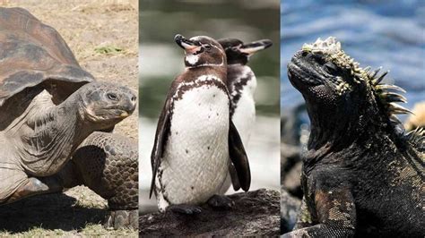 Galapagos Kepulauan Letak Dan Hewan Endemik Freedomsiana