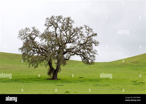 Lone California Oak Tree Stock Photo Alamy