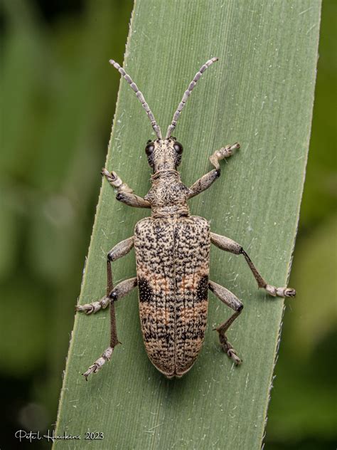 IMGP4260 Black Spotted Longhorn Beetle Rhagium Mordax Flickr