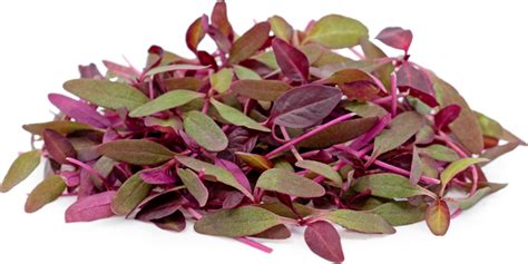 Buy Red Amaranth Microgreen Seeds Shop At Allthatgrows