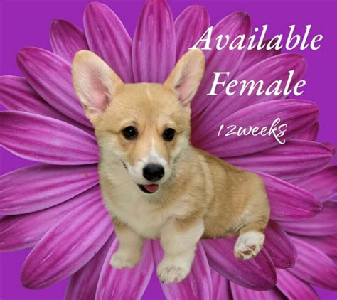 Corgi Puppies For Sale Your New Best Friend