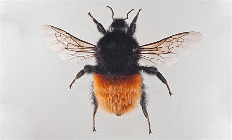 Alpenhummel Bombus Alpinus Berghänge Von 1600 Bis über 3000 M