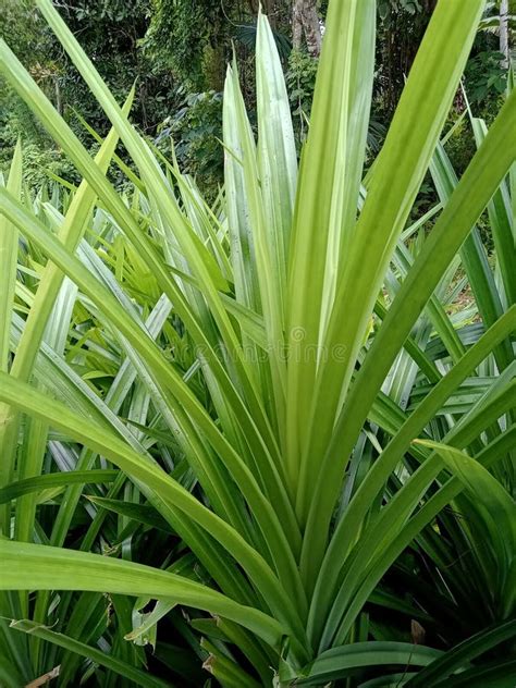 Pandan Wangi Is A Type Of Plant That Is Commonly Used To Enhance The