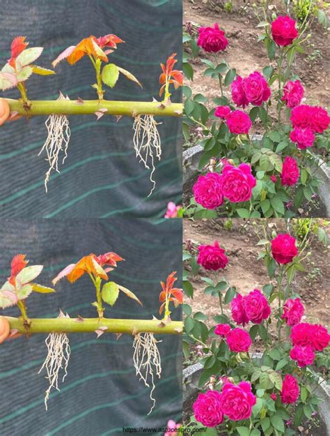 Essayez De Cultiver Des Roses Avec Des Branches Comment Faire Pousser