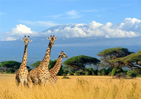 Giraffen Am Kilimandscharo Natur Motivwelten Fototapete Online