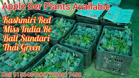 Kashmiri Red Apple Ber Plants Available Youtube