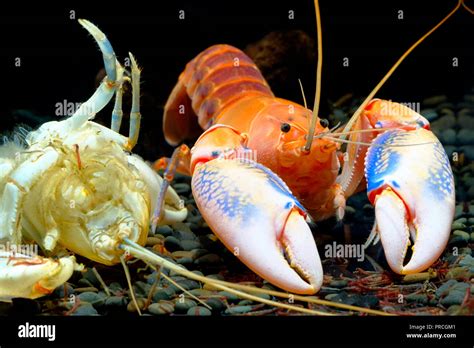 Shrimp Lobster Cherax Yabby Crayfish Destructor Volcano Thailand