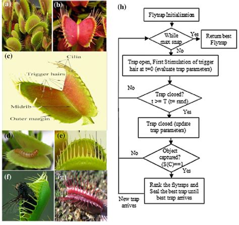 Venus Fly Trap Diagram Labeled