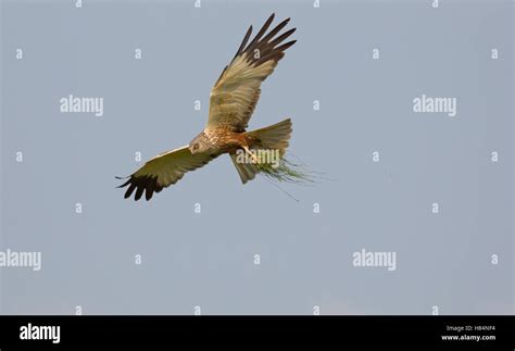 Western Marsh-Harrier (Circus aeruginosus) male carrying nesting ...