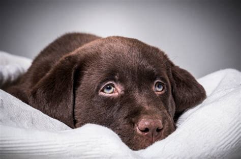 Do Labradors Have Blue Eyes