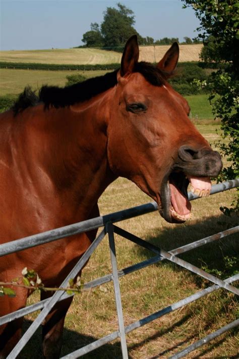 ¿tener Cara De Caballo Muestran Que Las Personas Y Los Caballos