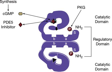 Cartoon of PDE5 structure shows two identical subunits and each has a ...