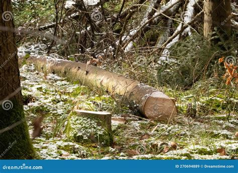 Wooden Log Lying On The Ground In A Lush Forest Surrounded By Tall