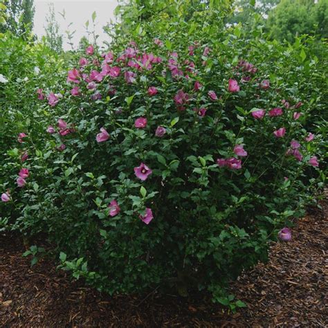 Hibiscus Lil Kim Red Rose Of Sharon Shop Sugar Creek Gardens