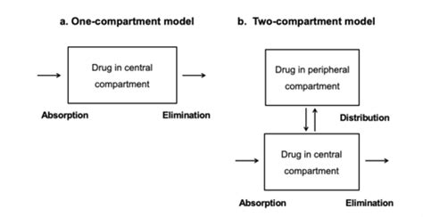 Introduction To ADME And Pharmacokinetics Flashcards Quizlet