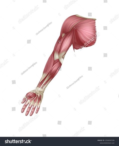 human arm bones  muscles
